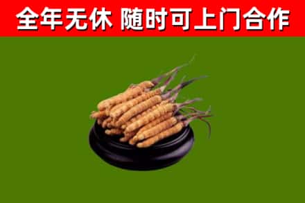 新城回收散虫草
