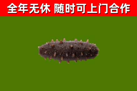 新城回收海参干